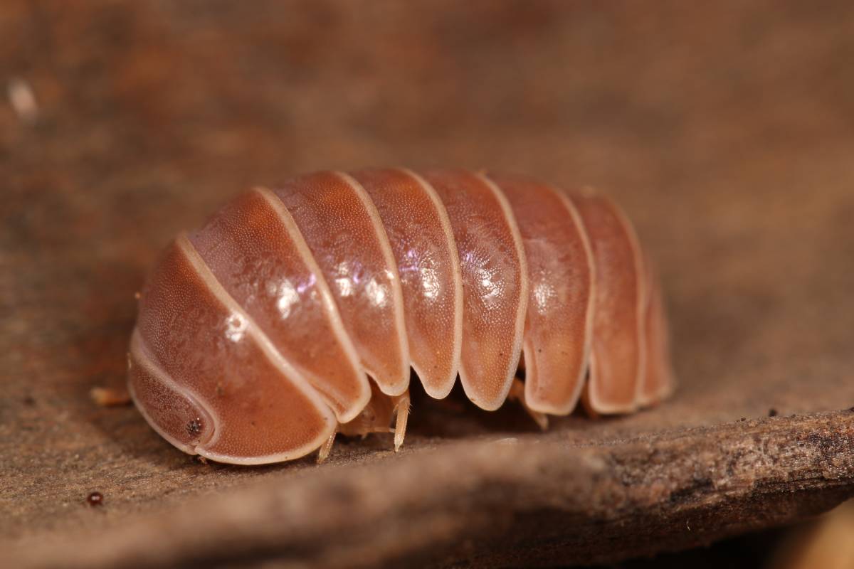 Armadillo officinalis « Red »