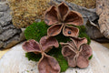 Land Lotus (gousse)