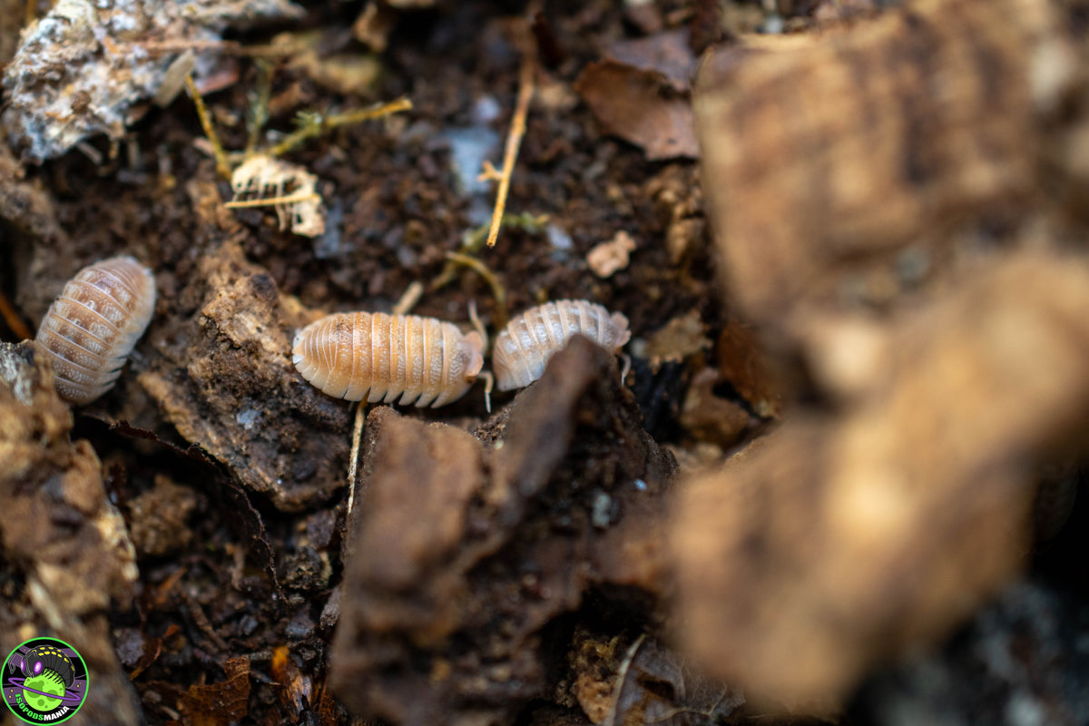 Armadillidium hauseni