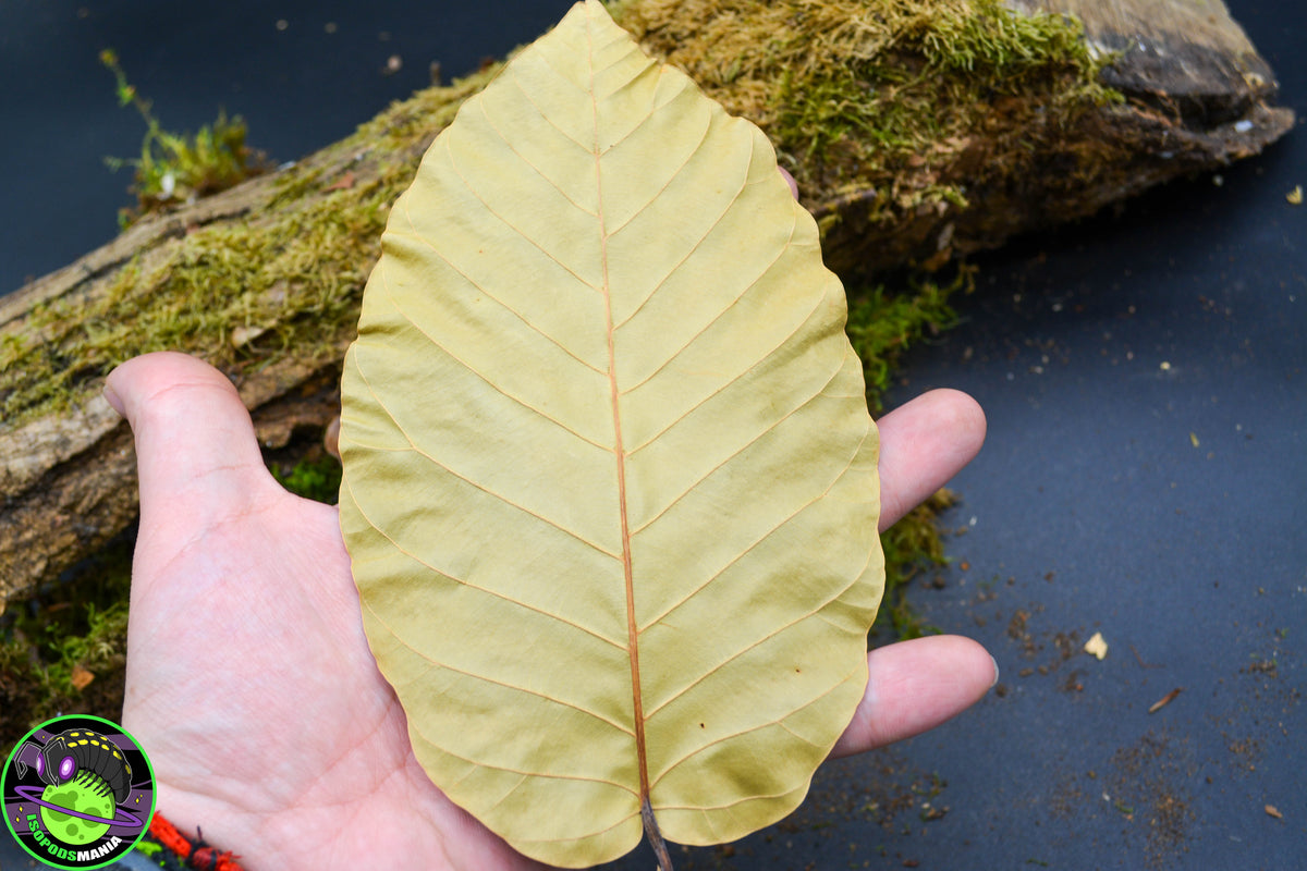 Feuilles de sal