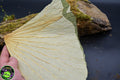 Feuilles de lotus XXL
