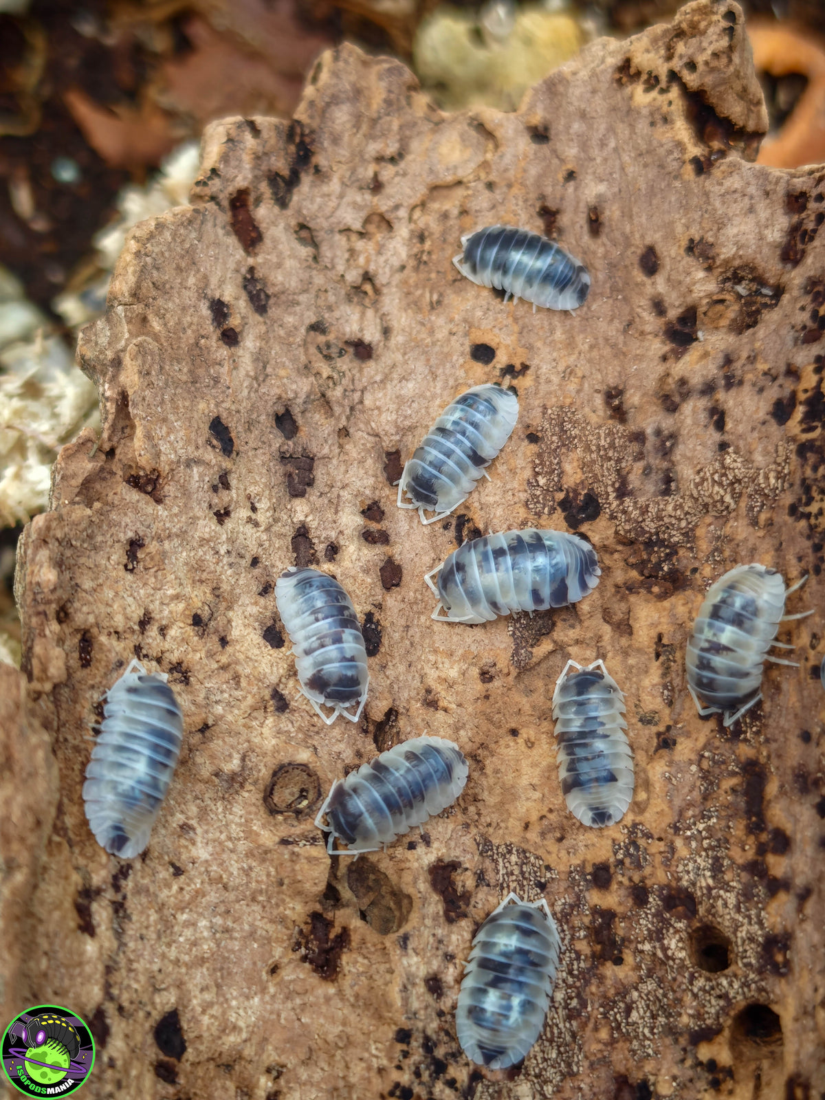Armadillidium nasatum « Dalmatian »