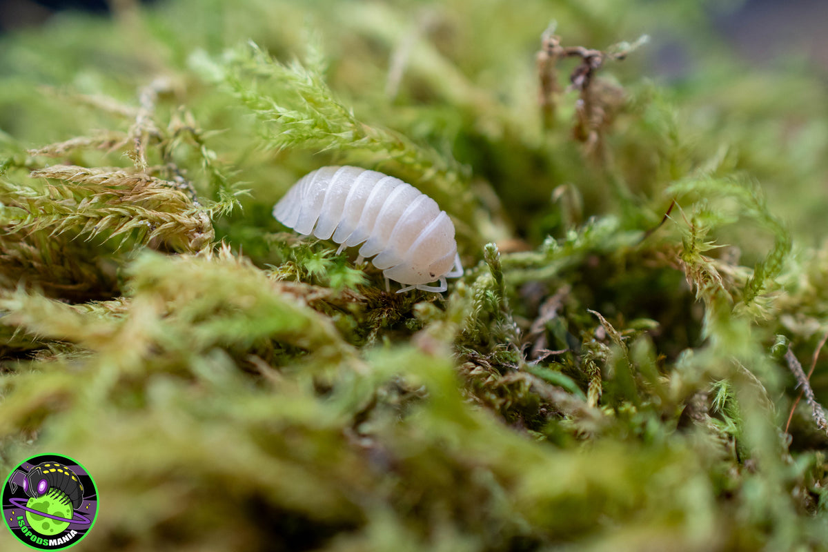 Armadillidium granulatum « White Perle »