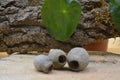 Gousse d'eucalyptus