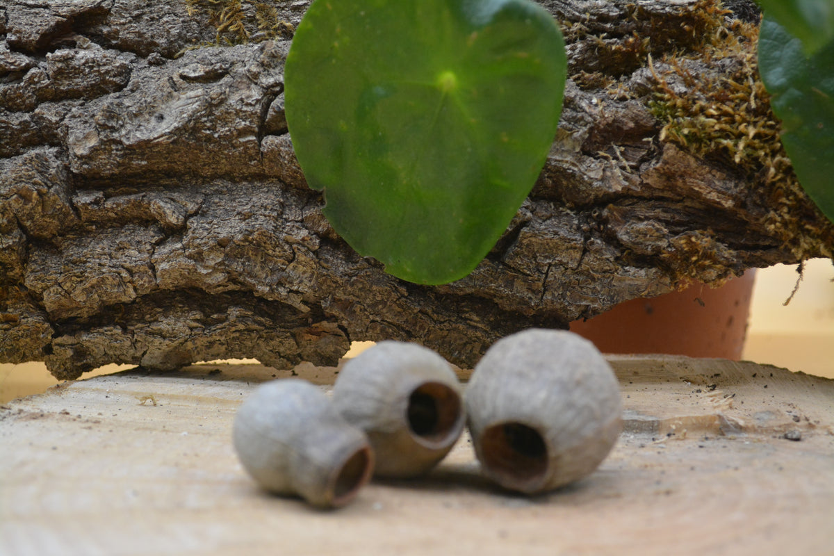 Gousse d'eucalyptus