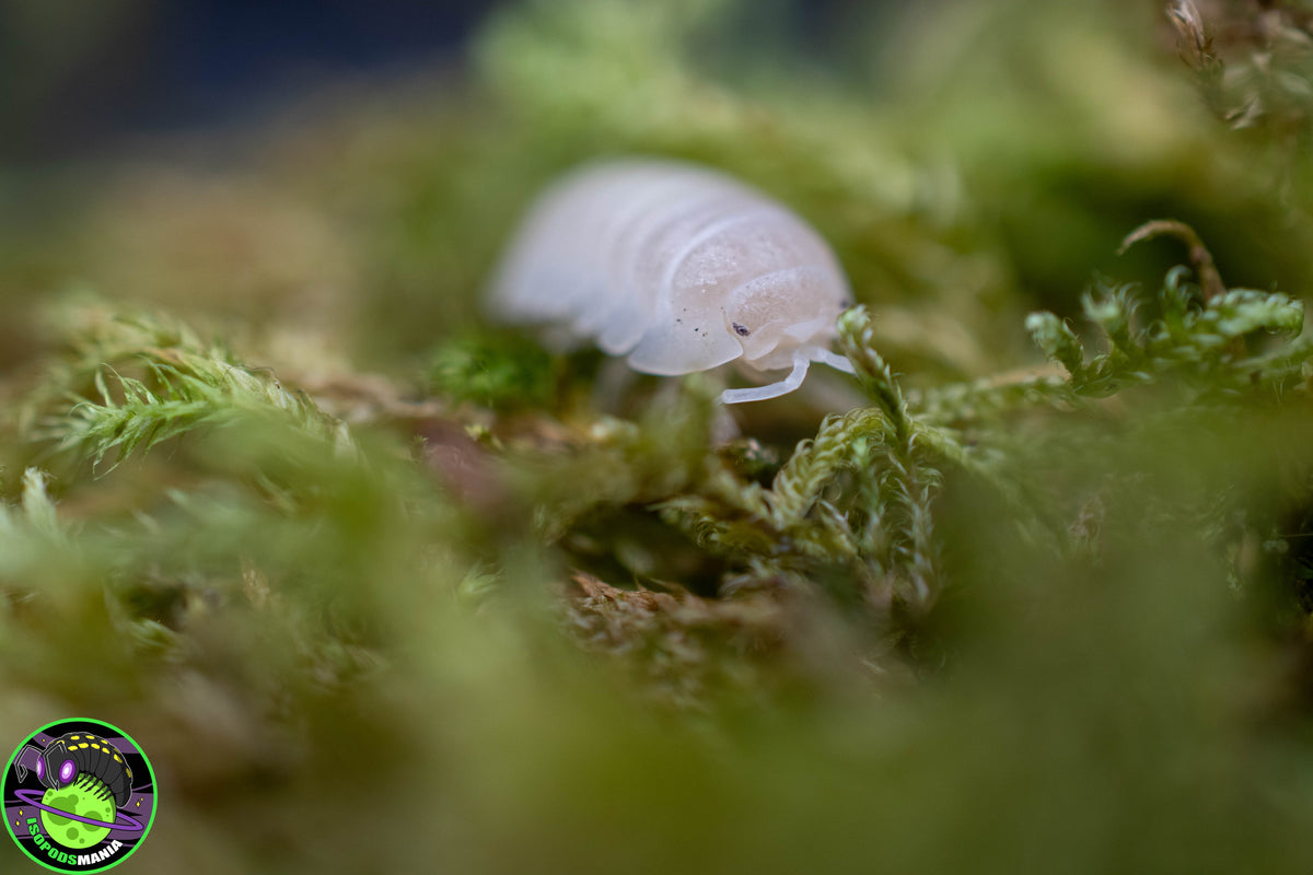 Armadillidium granulatum « White Perle »
