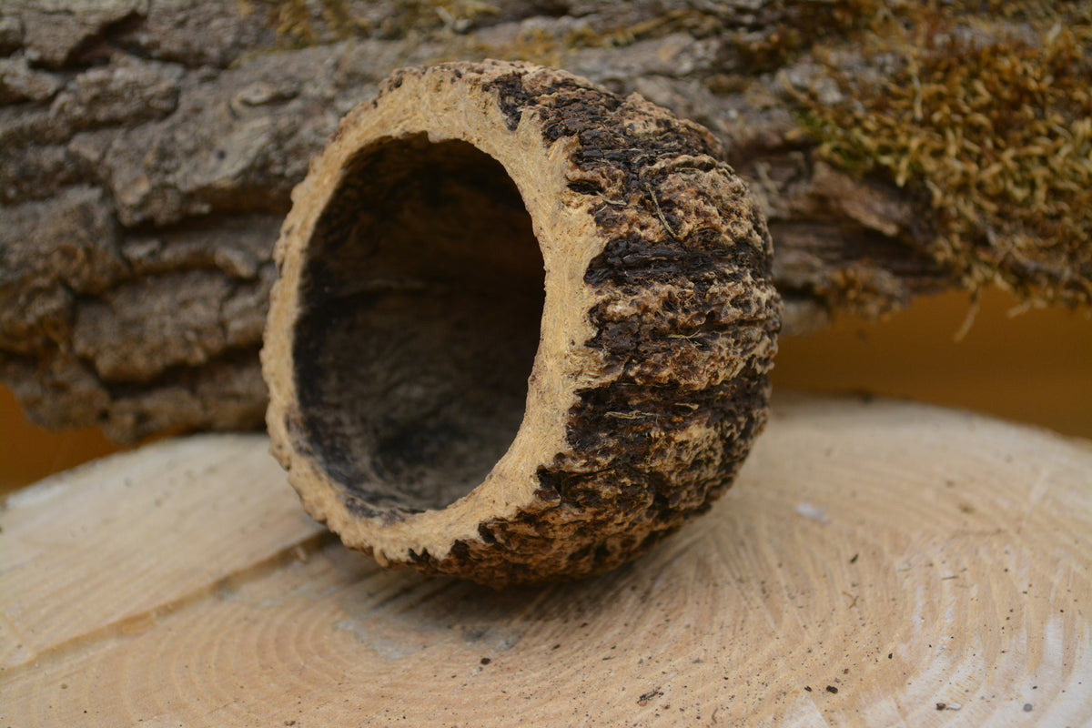 Gousse de noix d'ourico
