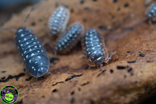 Armadillidium cetinjens