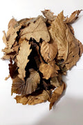 Feuilles mortes mélangées (forêt tempérée)