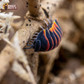 Ardentiella merulanella « Ember Bee »
