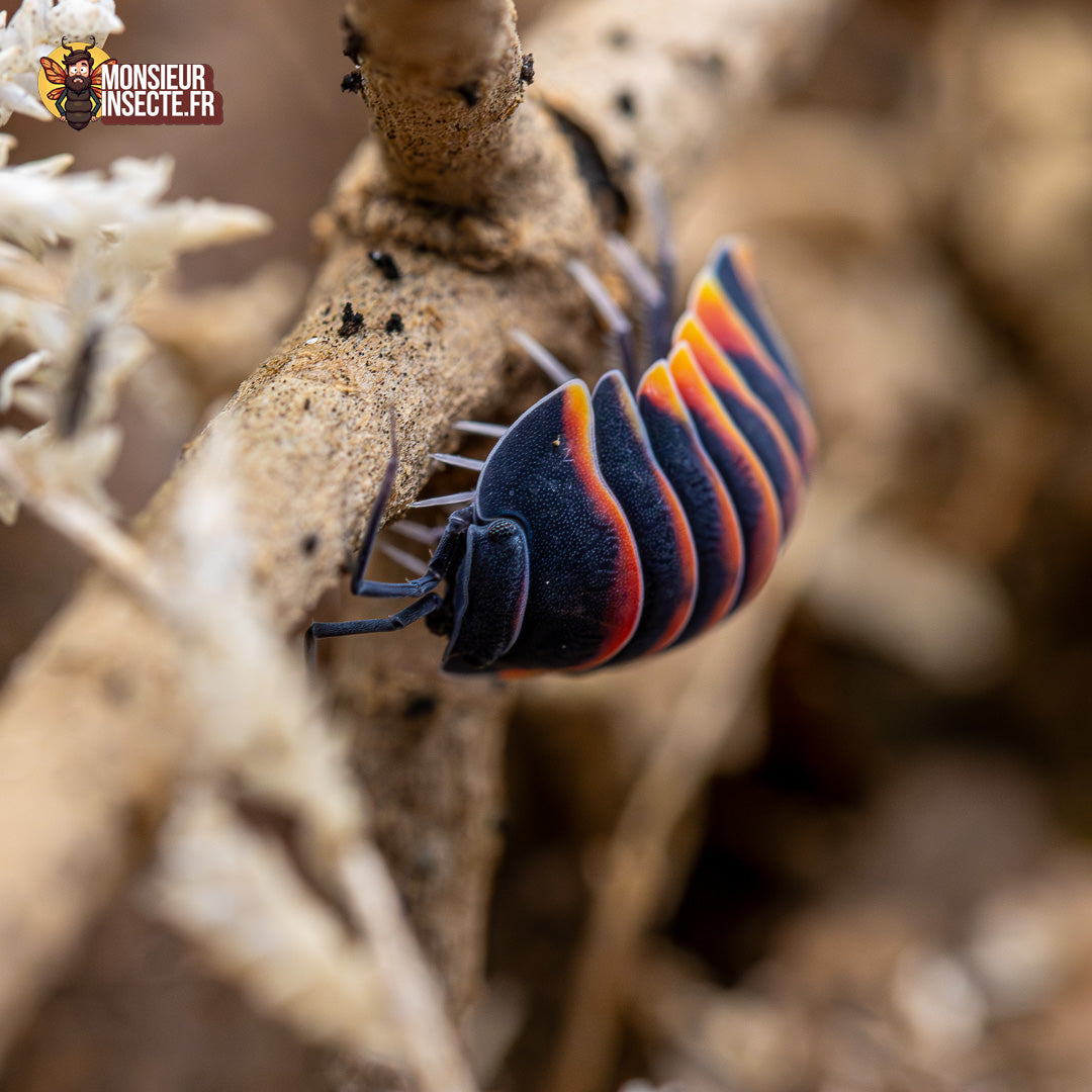 Ardentiella merulanella « Ember Bee »