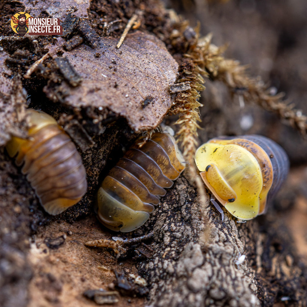 Cubaris sp. « Rubber Ducky »