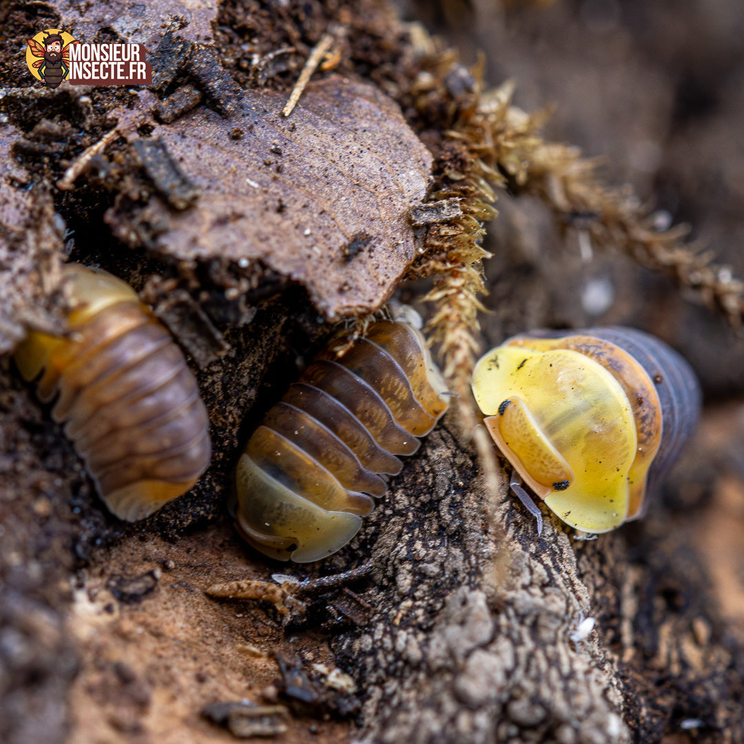 Cubaris sp. « Rubber Ducky »