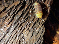 Collemboles Folsomia candida (blancs)