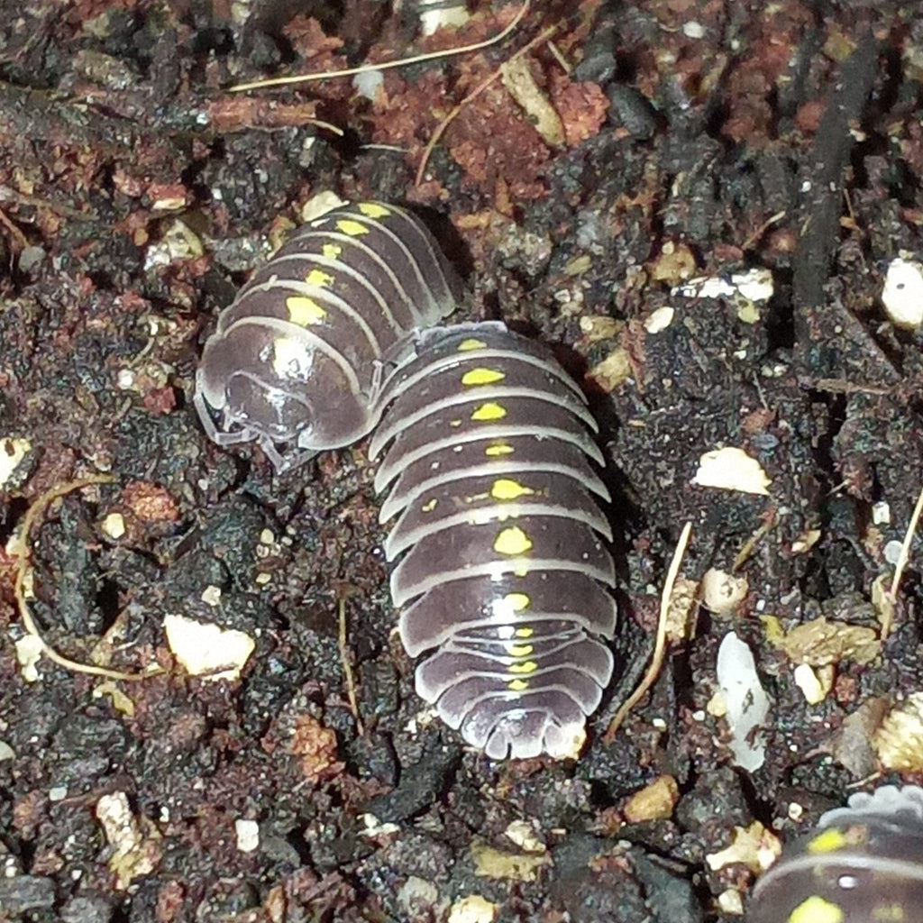 Armadillidium germanicum