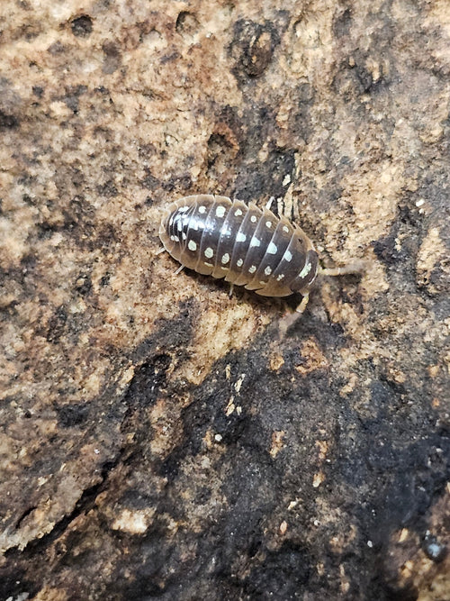 Armadillidium cetinjense