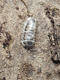 Armadillidium corcyraeum « Silver »