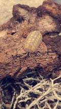 Armadillidium granulatum « Lemon »