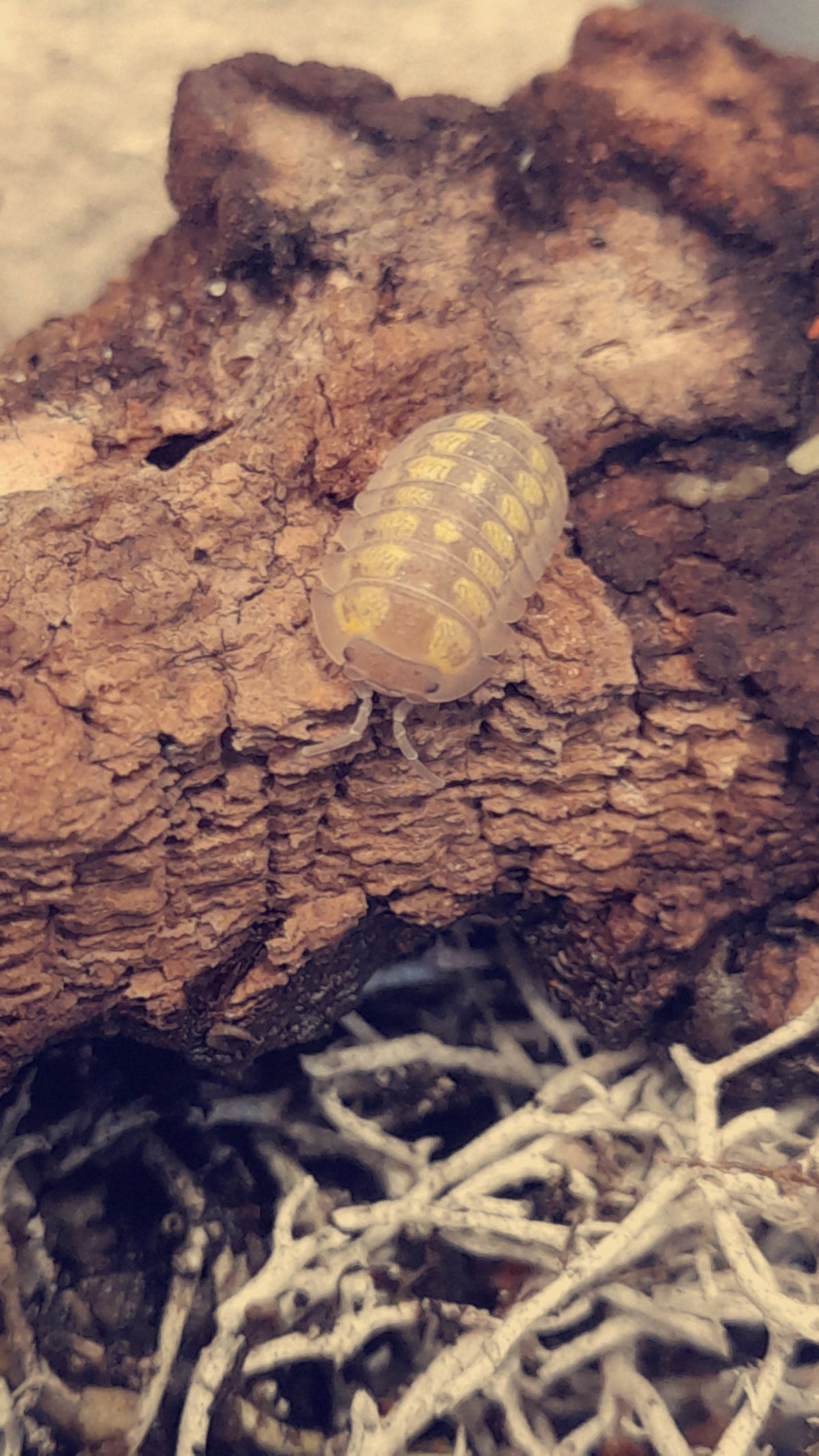 Armadillidium granulatum « Lemon »