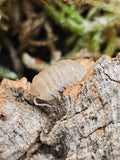 Armadillidium granulatum « White Pearl »