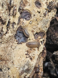 Armadillidium nasatum
