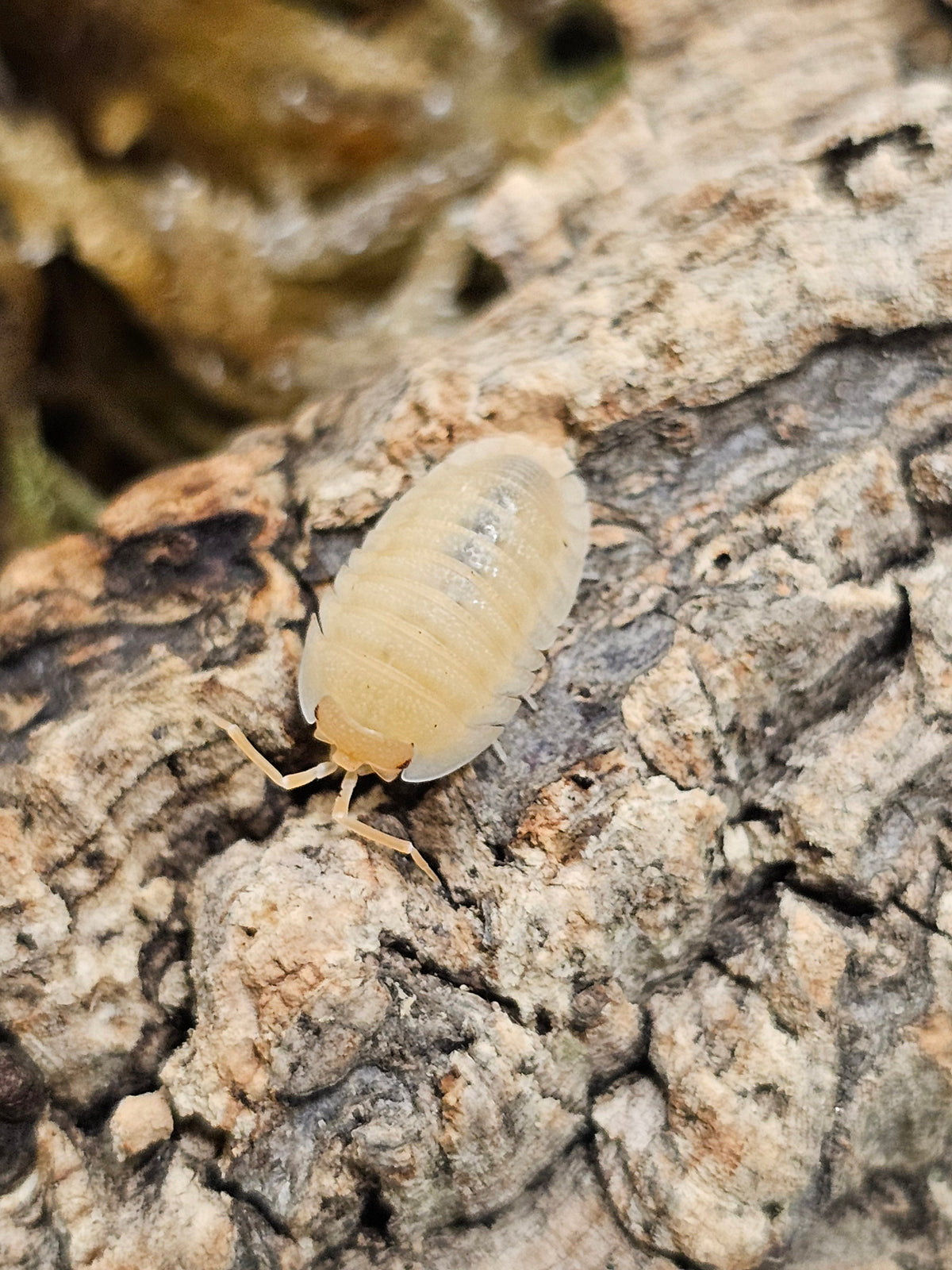 Armadillidium pallasii « Orange »