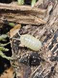 Armadillidium vulgare « Albinos »