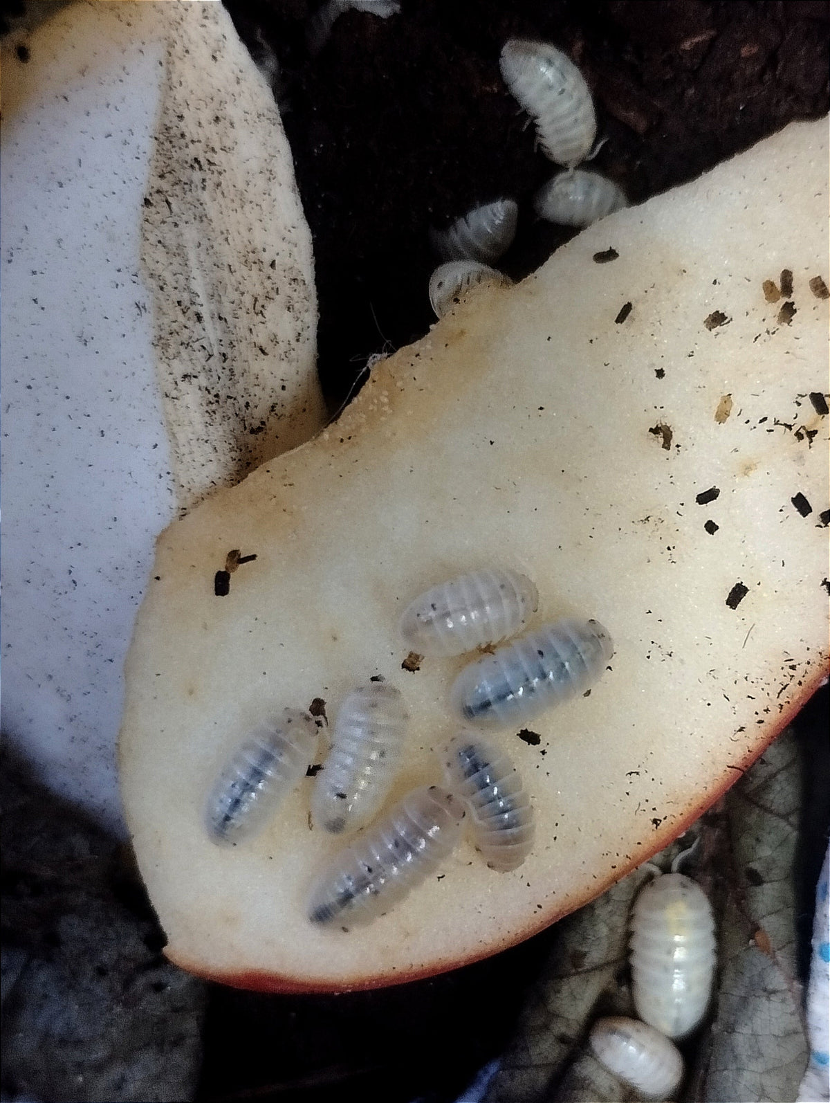 Armadillidium vulgare « Magic Potion »