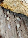 Cristarmadillidium muricatum