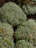 Lichen séché