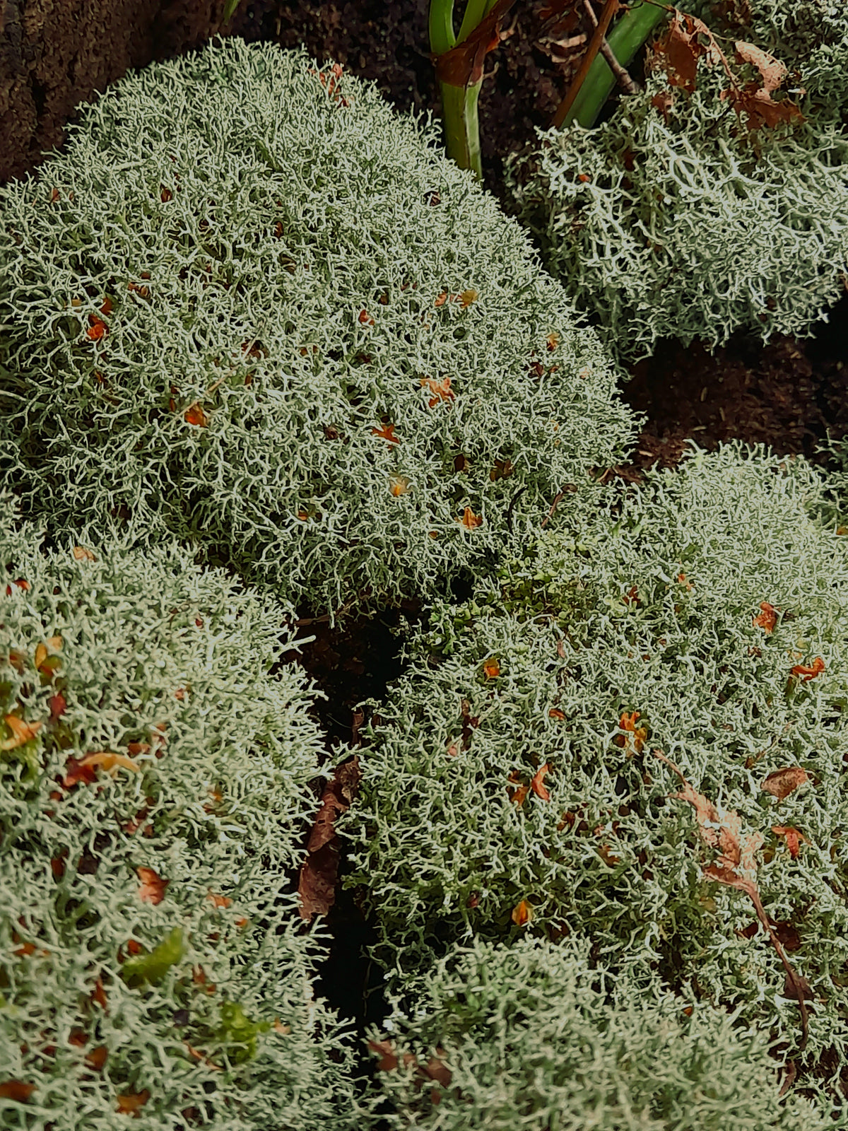 Lichen séché
