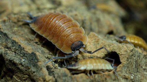 Porcellio silvestri