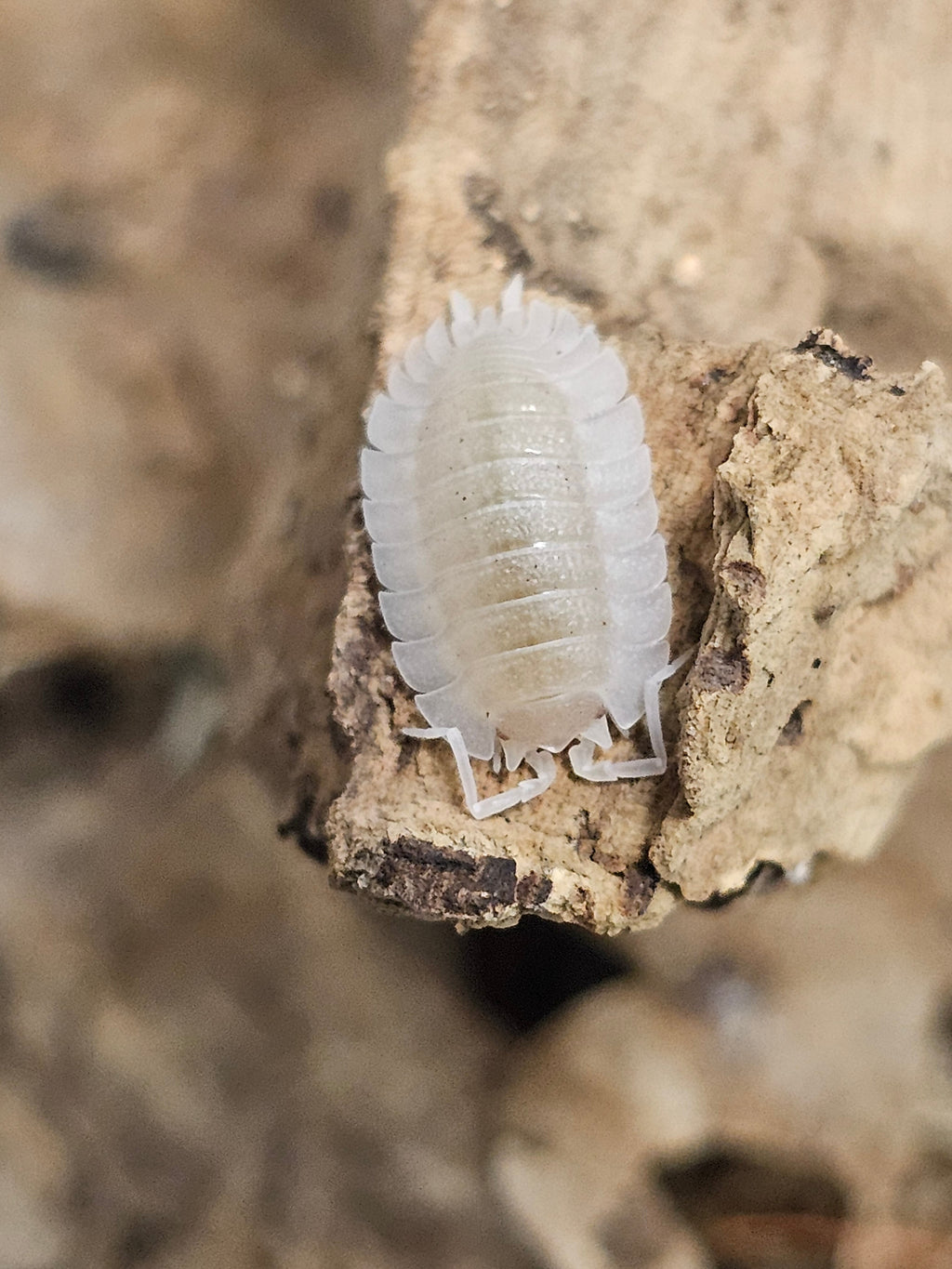 Porcellio sp. « Atulatus White »