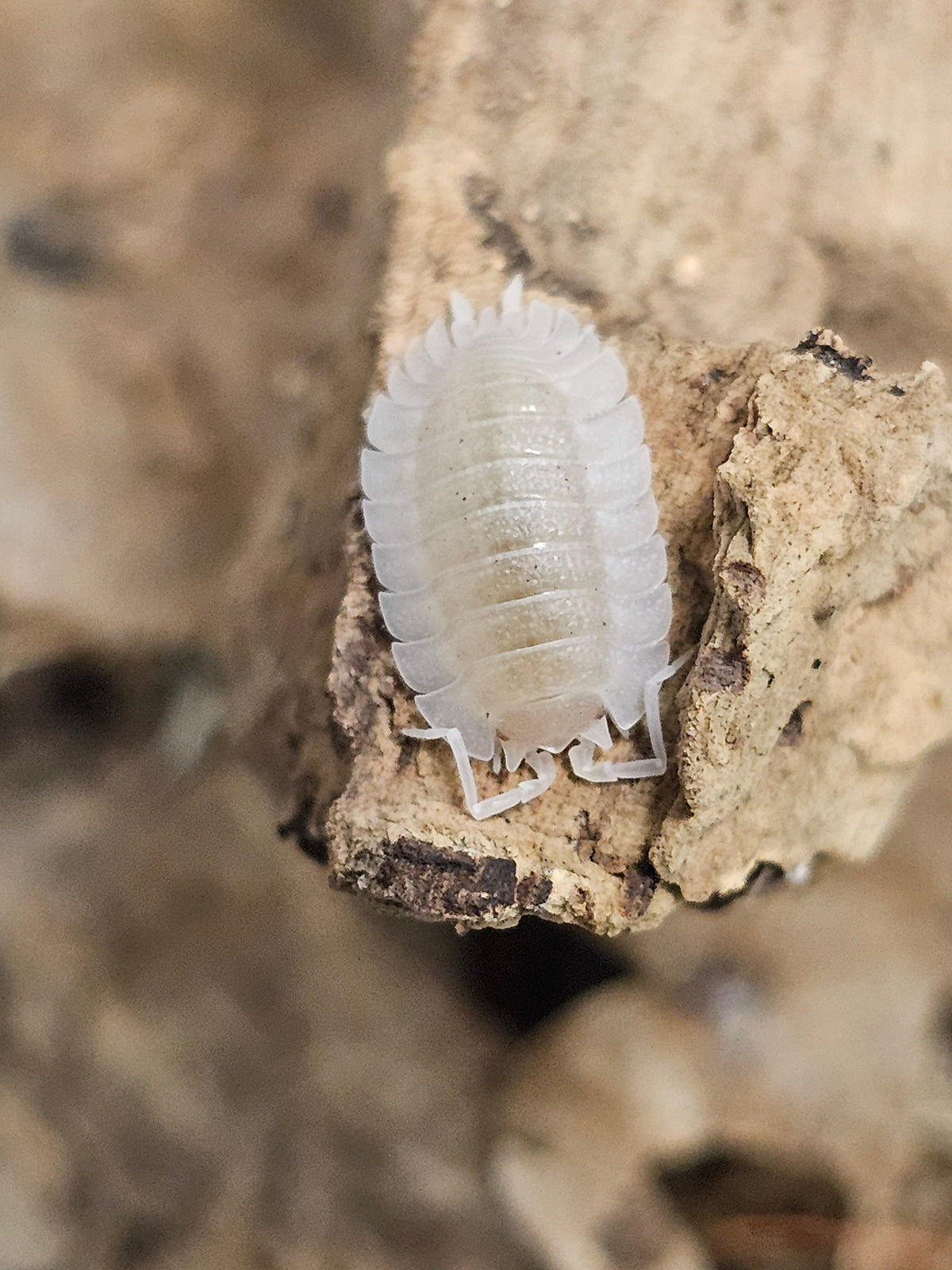 Porcellio sp. « Atulatus White »