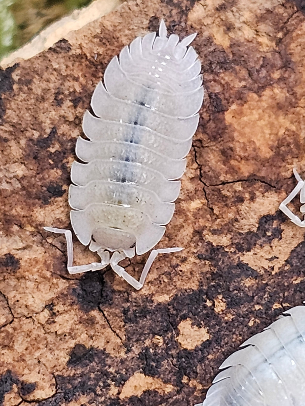 Porcellio baeticensis