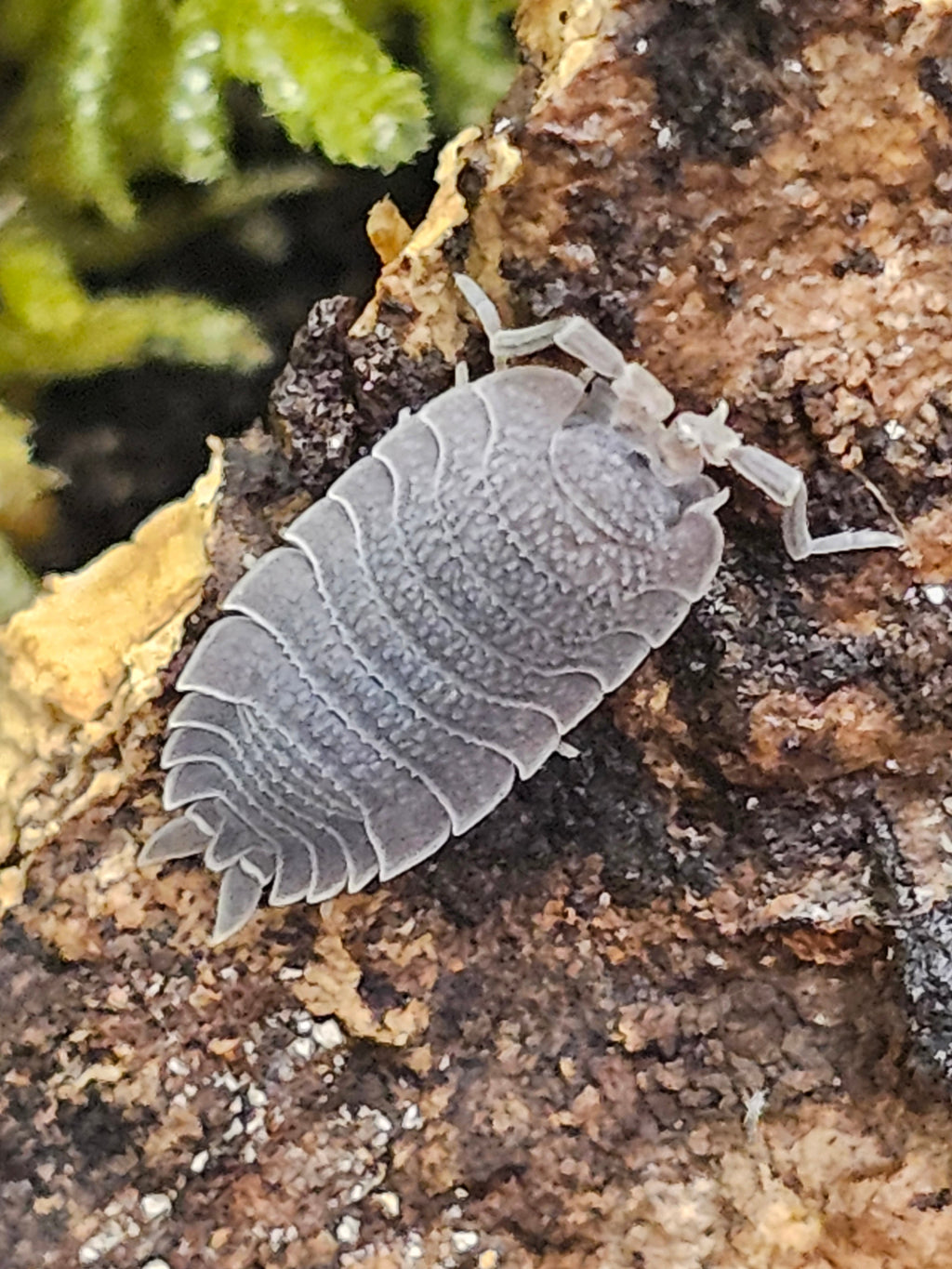 Porcellio echinatus
