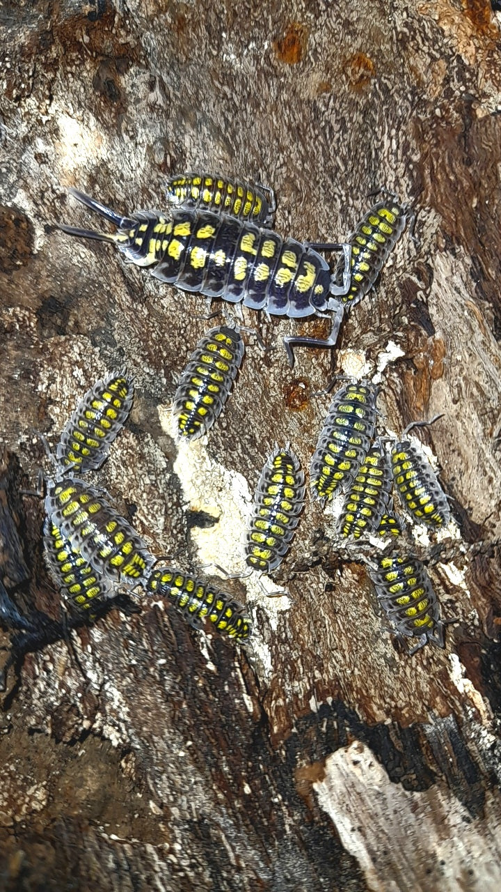 Porcellio haasi « High Yellow »