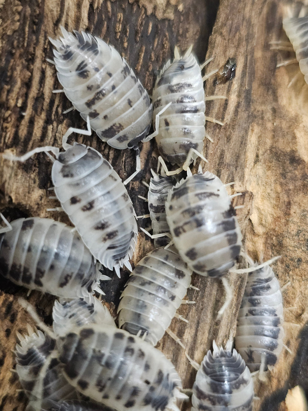 Porcellio laevis « Dairy Cow »