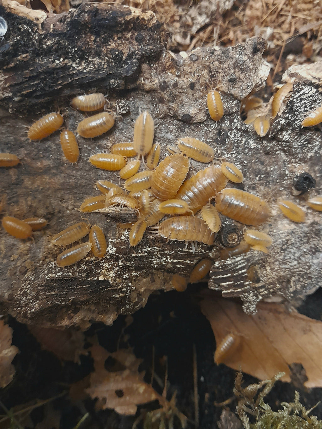 Porcellio laevis « Orange »