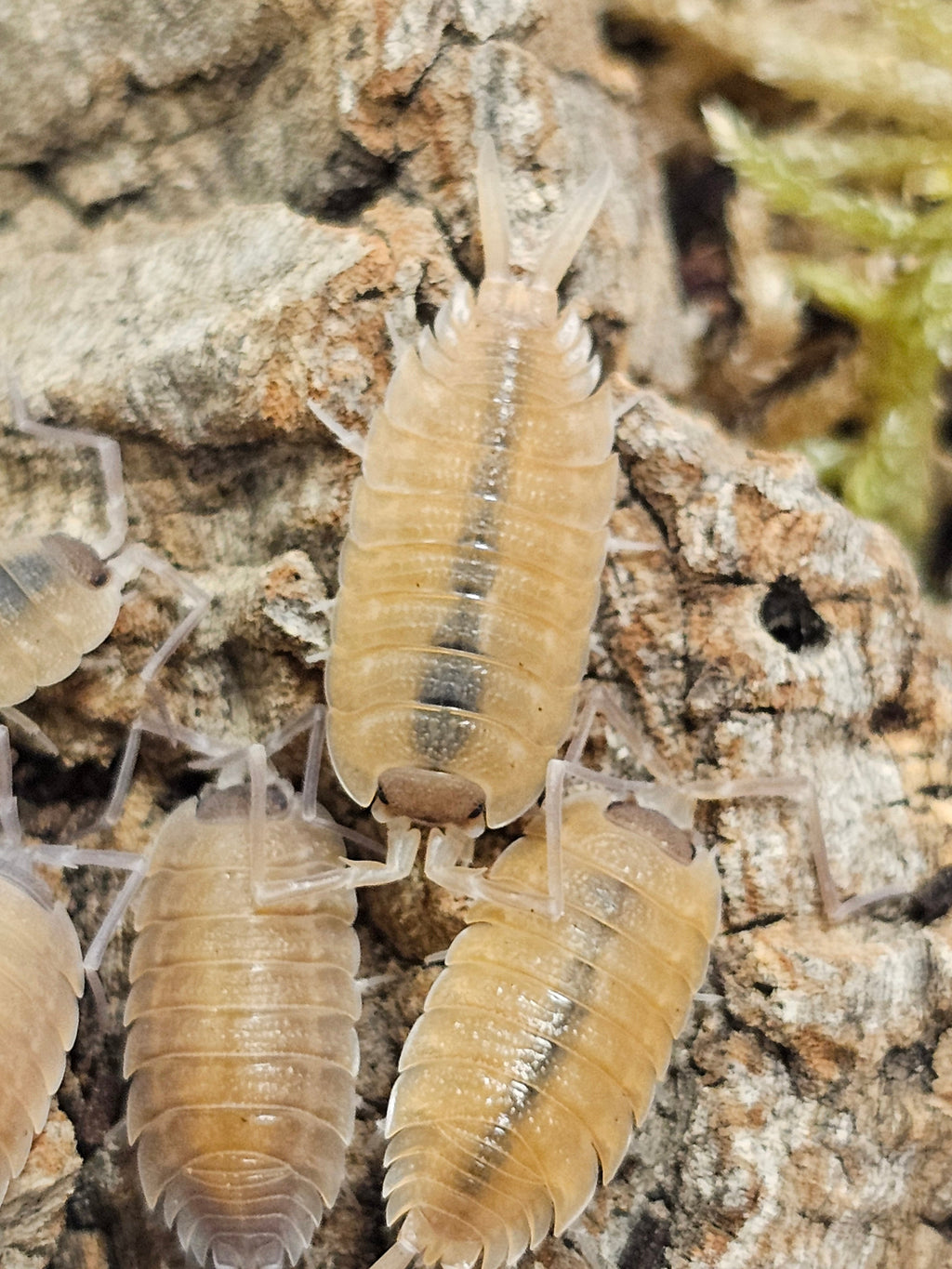 Porcellio nicklesi