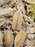 Porcellio nicklesi