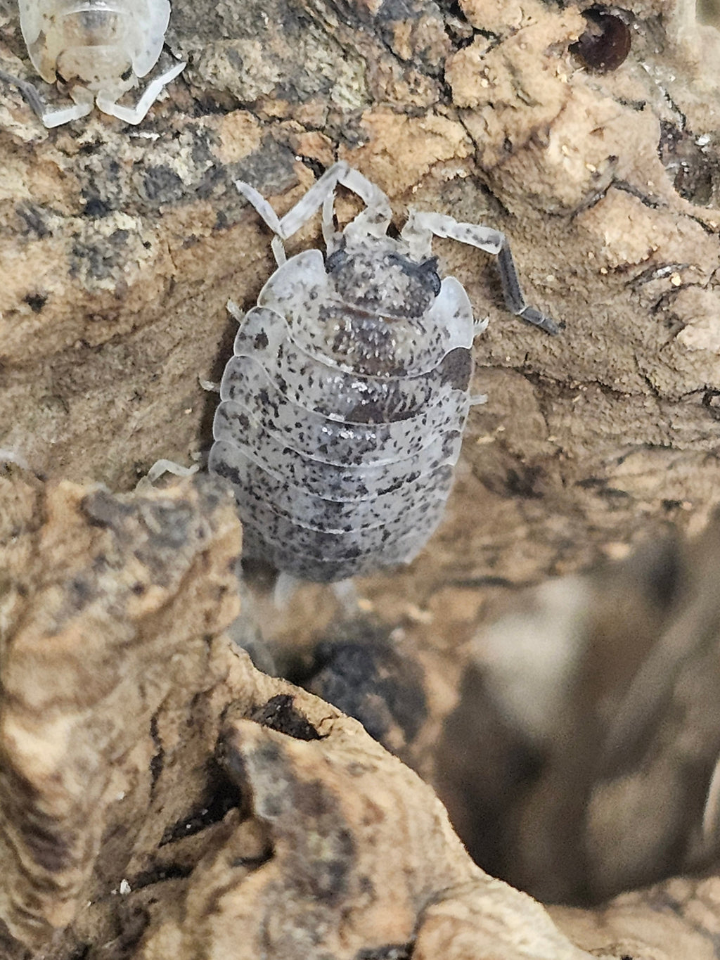 Porcellio scaber « Dalmatian »