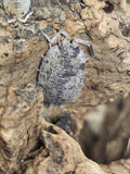 Porcellio scaber « Dalmatian »