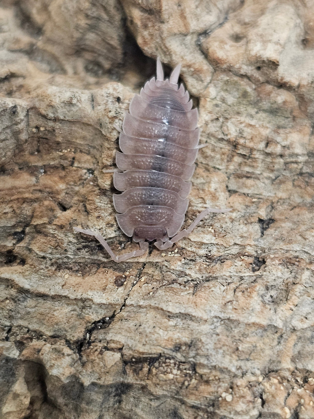 Porcellio scaber « Ghost »