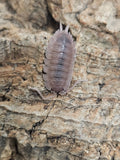 Porcellio scaber « Ghost »