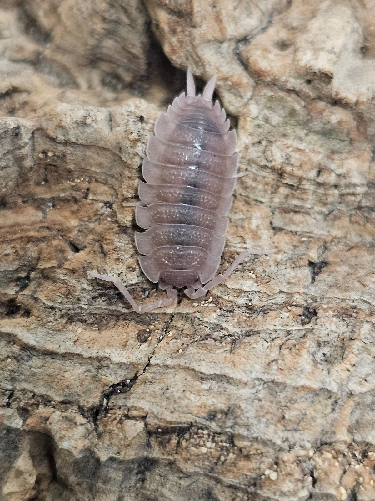 Porcellio scaber « Ghost »
