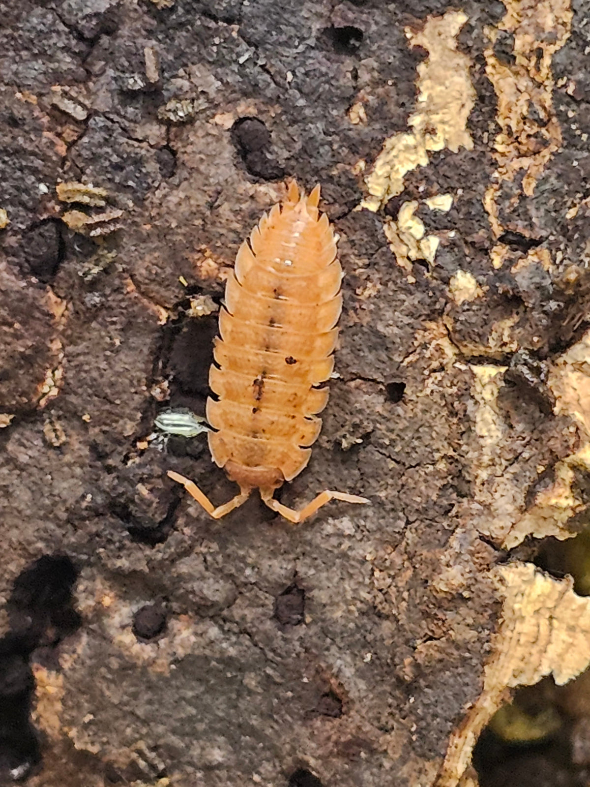 Porcellio scaber « Orange »