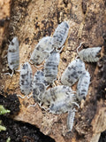 Porcellio scaber « Oreo »