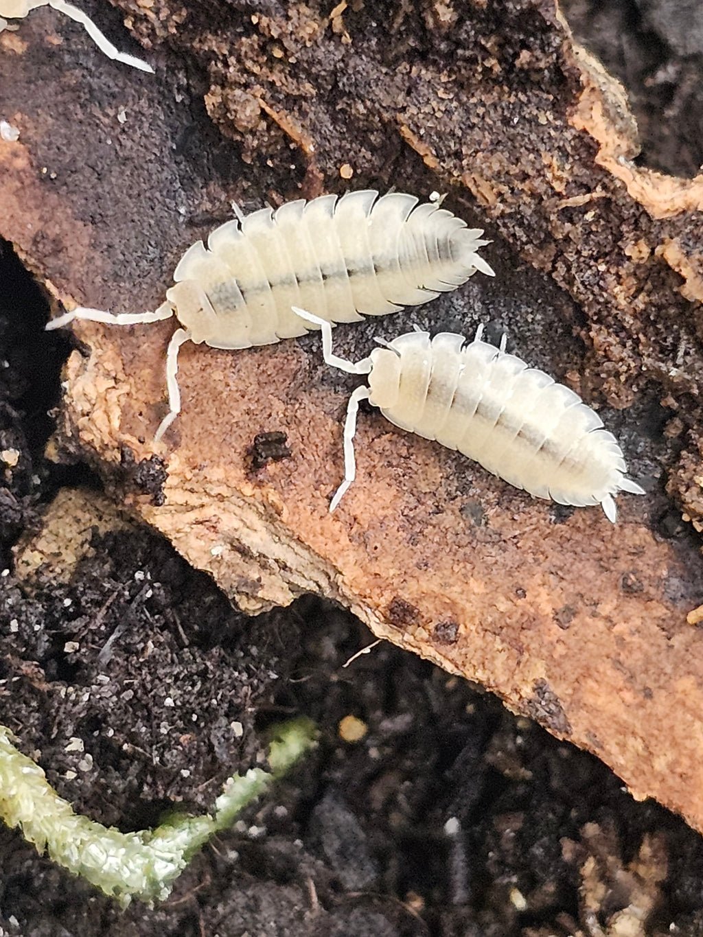 Porcellio scaber « White Out »