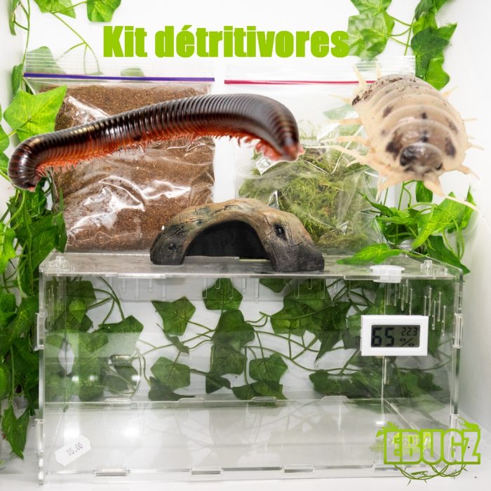 Kit d'élevage de cloportes avec colonie